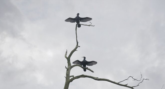 Le monde brûle et nous en ferons une attraction touristique !