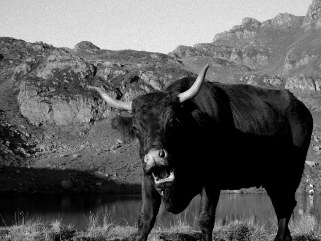 Vache © Le Petit Bretteur Vache © Le Petit Bretteur