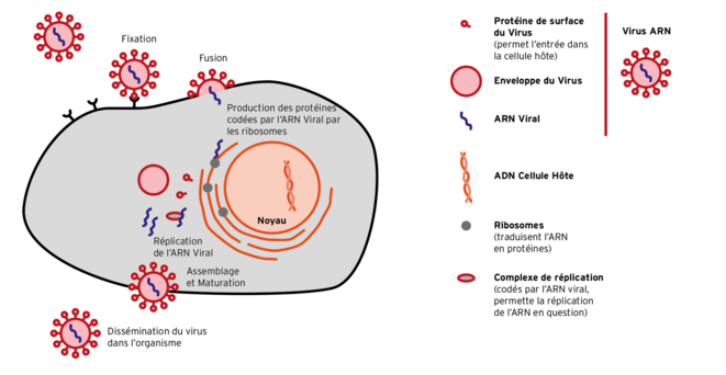 Infection par Sars-Cov-2 © Mathieu. C Infection par Sars-Cov-2 © Mathieu. C