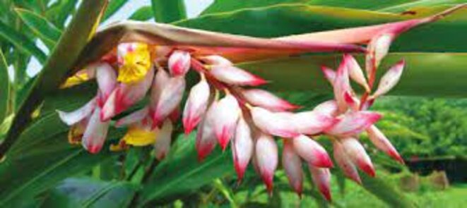 Un Atoumodrome pour la Martinique