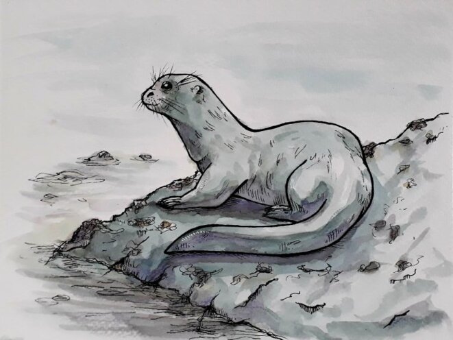 MariusMag #10 - loutre © A. Croharé - C. Goguely MariusMag #10 - loutre © A. Croharé - C. Goguely