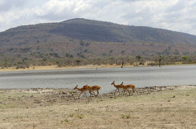 Des antilopes dans la réserve de Selous en Tanzanie, en 2010. © Photo Frédèric Soreau / Photononstop via AFP