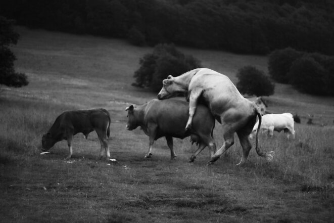Pornographie pastorale © Quentin Verwaerde Pornographie pastorale © Quentin Verwaerde