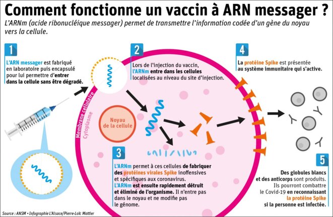 Un schéma plutôt bien fait résumant le principe d'un vaccin à ARNm. Une excellente vidéo réalisée par l'Université d'Harvard est également disponible à ce lien : www.youtube.com/watch?v=TbaCxIJ_VP4. © Pierre-Loïc Mattler Un schéma plutôt bien fait résumant le principe d'un vaccin à ARNm. Une excellente vidéo réalisée par l'Université d'Harvard est également disponible à ce lien : www.youtube.com/watch?v=TbaCxIJ_VP4. © Pierre-Loïc Mattler
