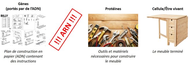Une analogie foireuse (mais fonctionnelle) entre construire un meuble, et construire un être vivant. On constate que l'intervention de l'ARN se situe à la jonction entre les gènes portés par l'ADN, et les protéines. © Le Vagalâme Une analogie foireuse (mais fonctionnelle) entre construire un meuble, et construire un être vivant. On constate que l'intervention de l'ARN se situe à la jonction entre les gènes portés par l'ADN, et les protéines. © Le Vagalâme