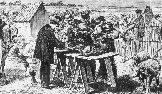 Gravure représentant la vaccination de moutons contre la maladie du charbon (à Pouilly-le-Fort en 1885) © Auguste André Lançon Gravure représentant la vaccination de moutons contre la maladie du charbon (à Pouilly-le-Fort en 1885) © Auguste André Lançon