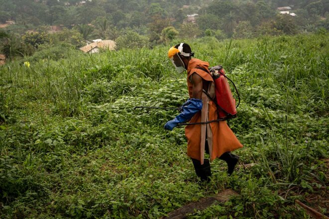 Un travailleur non équipé de tenue de protection épand des pesticides dans la palmeraie de Lokutu (RDC), le 17 juillet 2021. © Photo Anthony Fouchard / Disclose