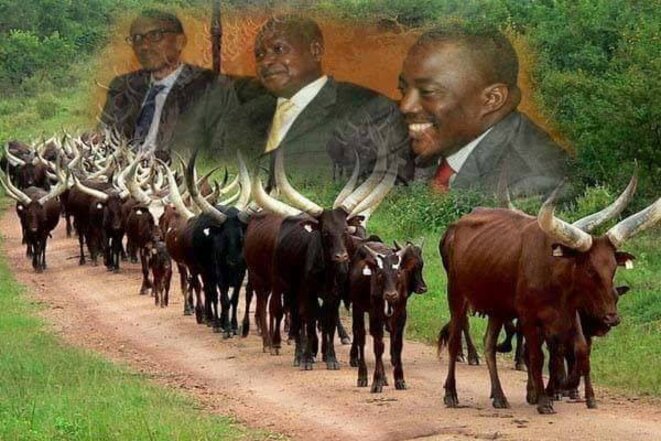 vaches