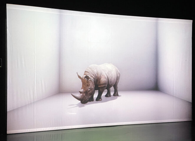 rhino-2