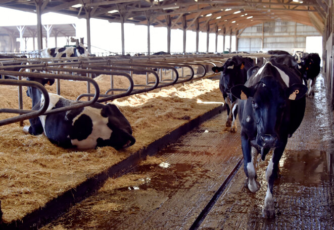 Dans une ferme laitière d'Ille-et-Vilaine, en Bretagne. © Georges Gobet / AFP