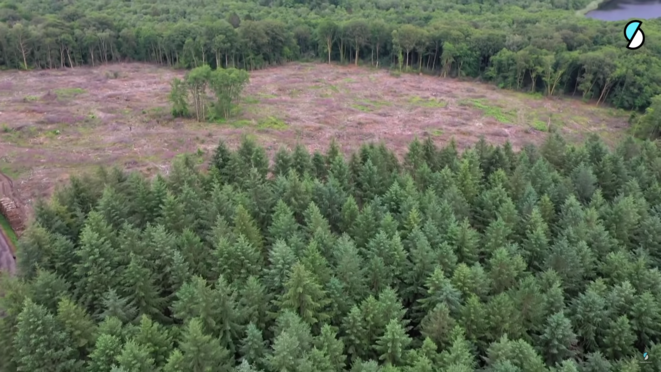 Stopper la déforestation d’ici à 2030 : la promesse impossible !