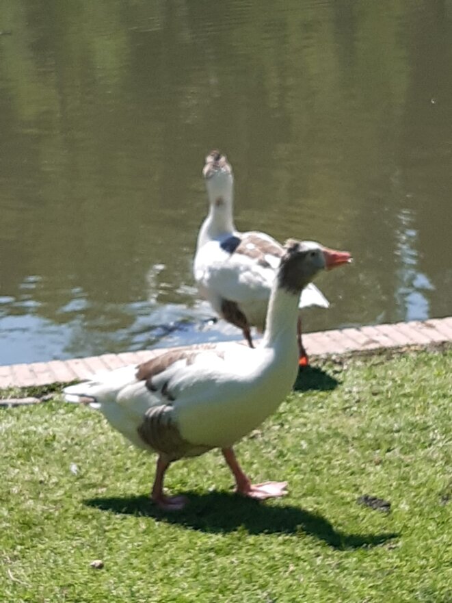 L'importance des mots, dans les propos de Mme Roselyne Bachelot