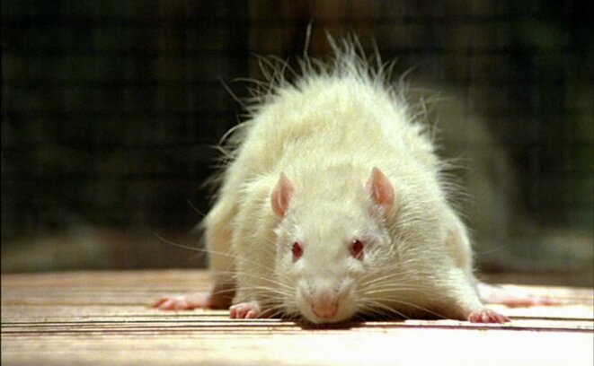 Des bruits de bottes