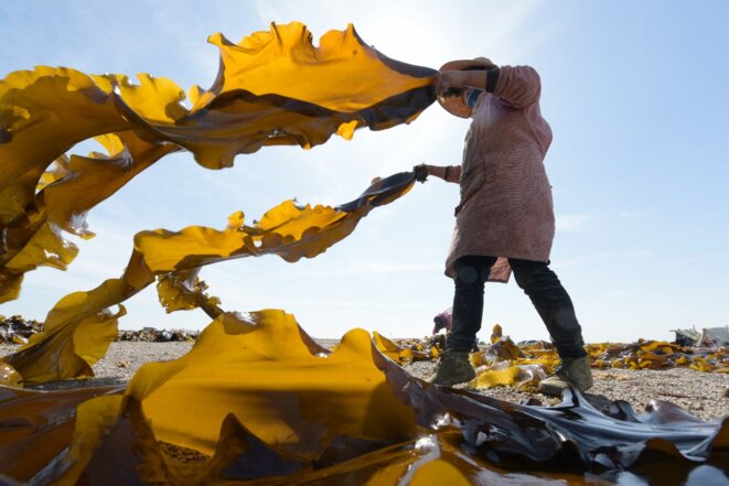 Séchage d'algues près de l'île de Dongchu en Chine, le 1er juin 2020. © Yang ZhiLi / Imaginechina via AFP