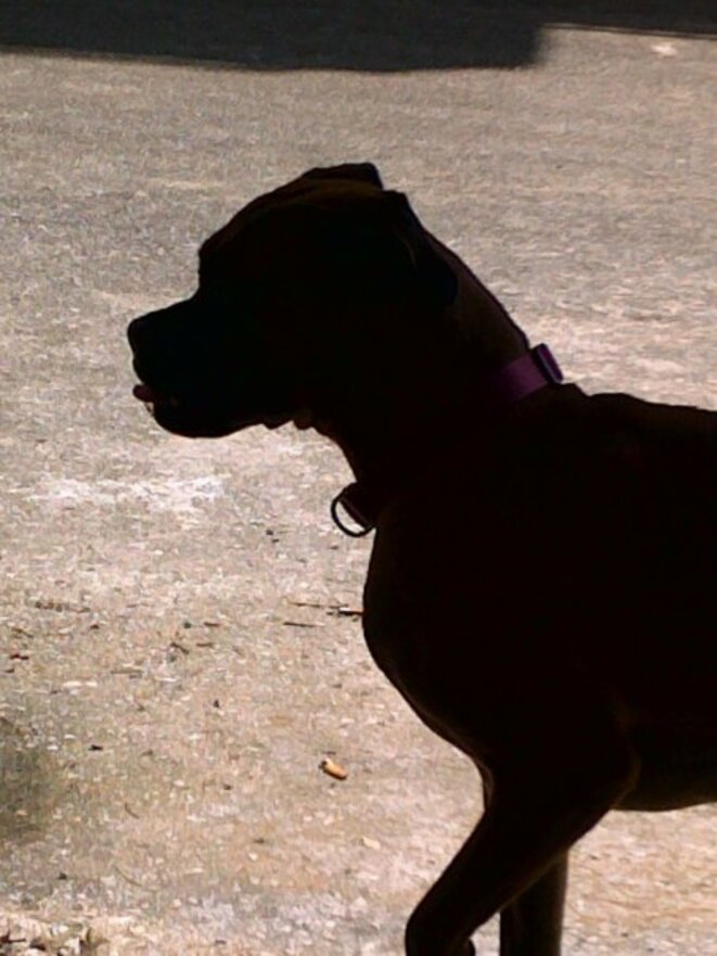 S'il te plait ! Traite moi comme un chien !