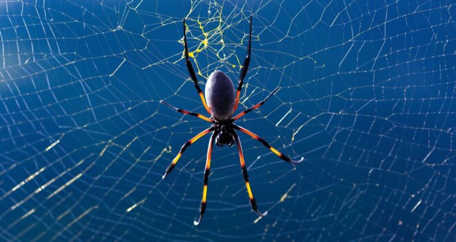 Prisonniers de la toile