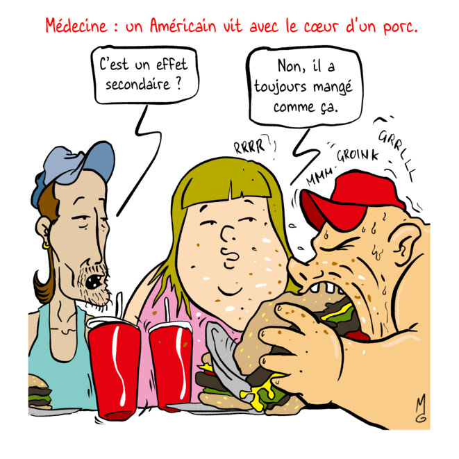 Le porc médical…