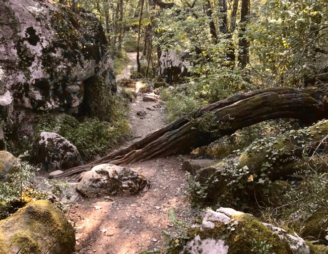 Sentier dans le bois de Païolive en Ardèche © Olivier Marchand
