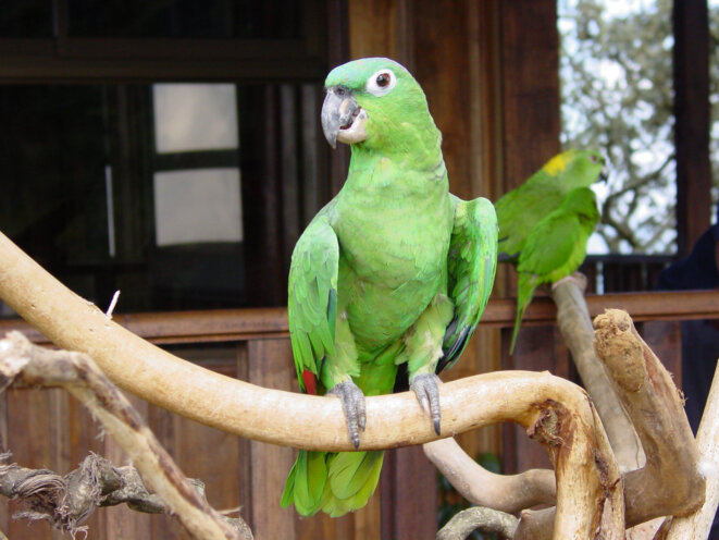 Perroquet d'Amazonie, au Costa Rica.