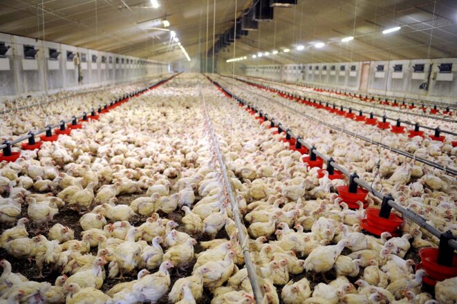 File photo of a giant broiler house (not part of Duc’s network) in Plougoulm, Brittany, in 2012. © Photo Fred Tanneau / AFP