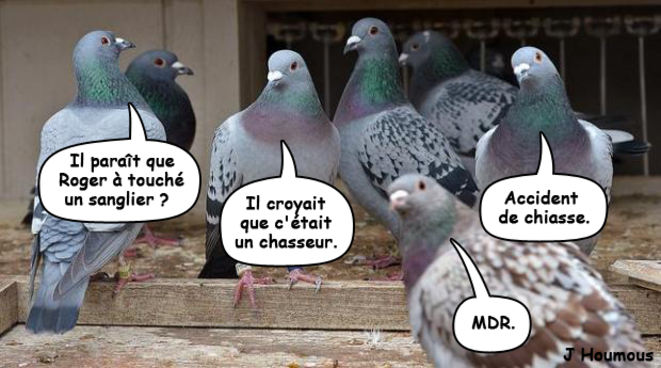 Blabla de pigeons