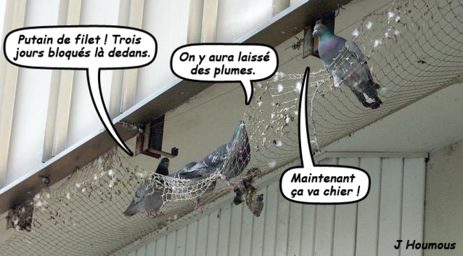 Piège à pigeons