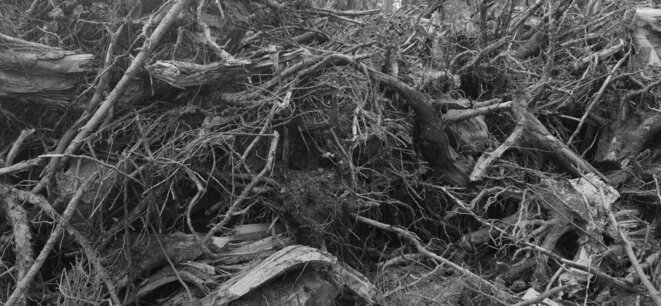 Par les forêts où je passe