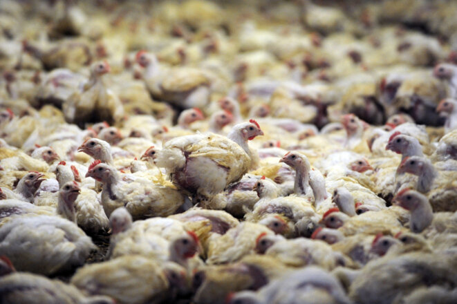 Élevage de poulets en batterie à Plougoulm, en Bretagne. © Photo Fred Tanneau / AFP