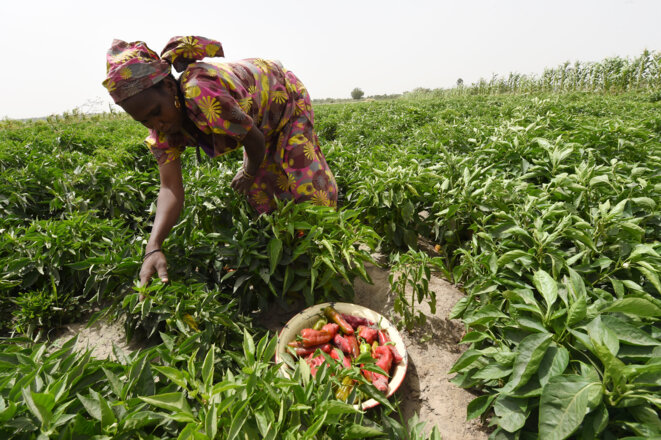 Culture de poivrons soutenue par un programme de soutien à l'alimentation locale, dans le nord-est du Nigéria. © Photo Pius Utomi Ekpei / AFP