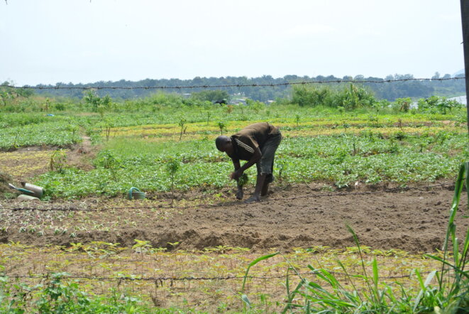Paysan congolais et production vivrière © Antoine Moens de Hase