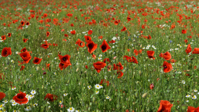 Pour l'écologie populaire : dépasser le monstre climat