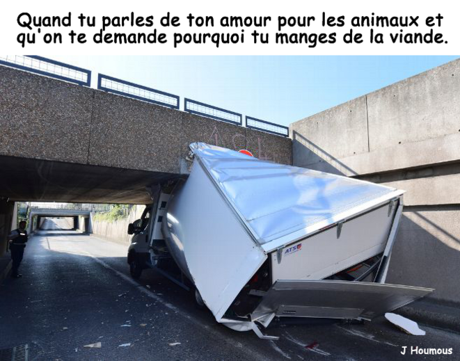 "J'adore les animaux"