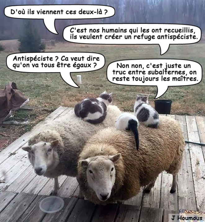 Refuge antispéciste