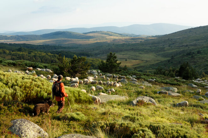 Un berger avec son troupeau dans les Cévennes. © Photo Christian Guy / Hemis via AFP