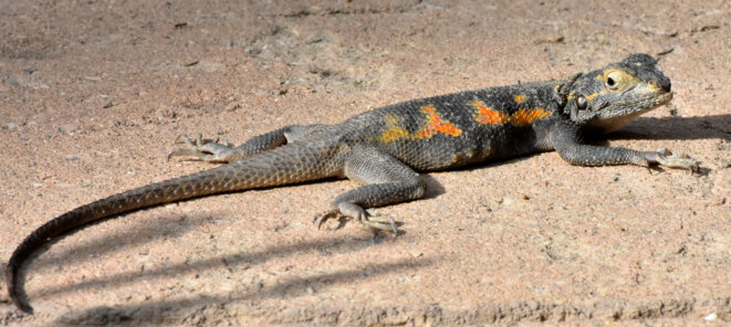 Bouillon sénégalais : temps de cuisson 10 jours