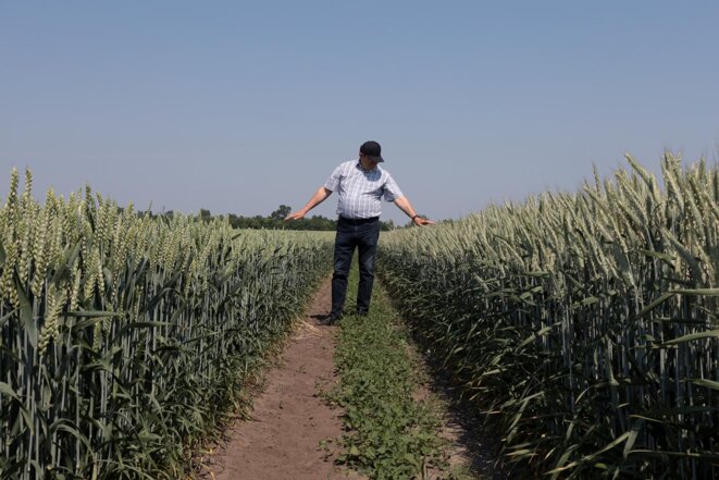 Mykola Malienko dans ses champs de blé. © Photo Laurent Geslin / Mediapart