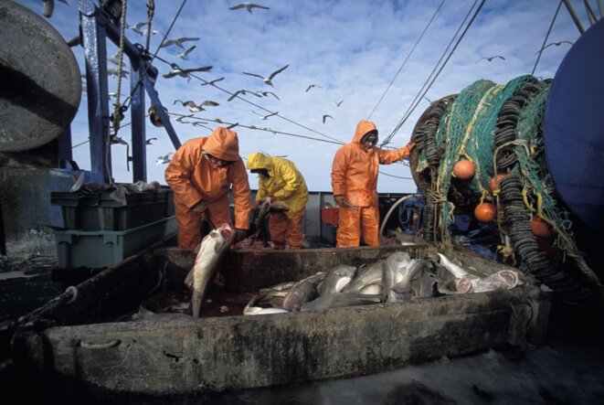 Pêcheurs triant la morue dans l'Atlantique Nord. © Photo Jeffrey Rotman / Biosphoto / Biosphoto via AFP