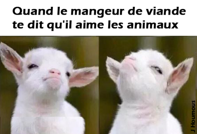 Aimer/manger les animaux