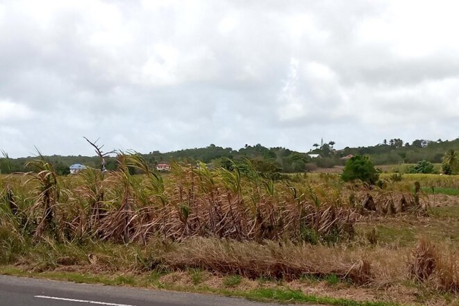 Des champs de canne à sucre, c'est le paysage essentiel de la campagne marie-galantaise qui occupe la quasi-totalité de la surface agricole utile de l'île, et représente l'essentiel de son économie. © Photo Amandine Ascensio pour Mediapart