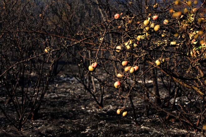 Après les feux dans le parc naturel du Mont Pilat, le 13 juillet 2022. © Romain Doucelin / Hans Lucas via AFP