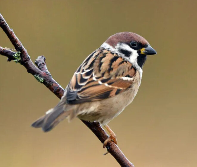 Volantes feuilles mortes