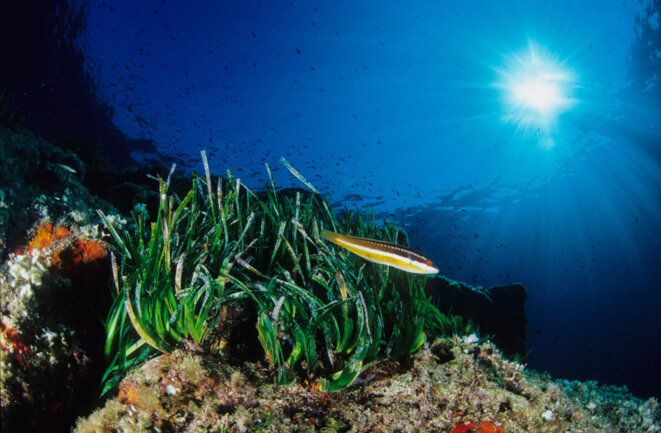 Posidonie en mer Méditerrannée, une plante marine menacée par les vagues de chaleur océanique. © Photo Leemage / AFP