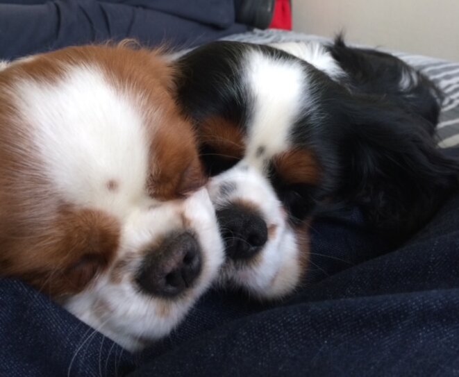 Comment nous traitons les animaux