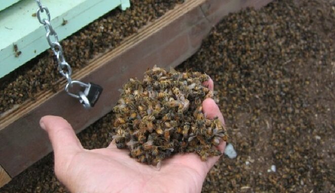 pourquoi-je-trouve-des-abeilles-mortes-2