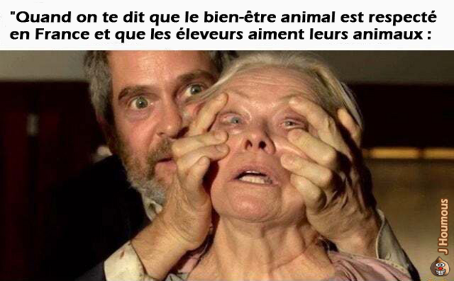 Les éleveurs aiment leurs animaux ...