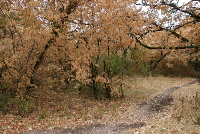 L’automne au mois d’aout. Photo prise par moi-même dans les alentours proches de Chambéry.