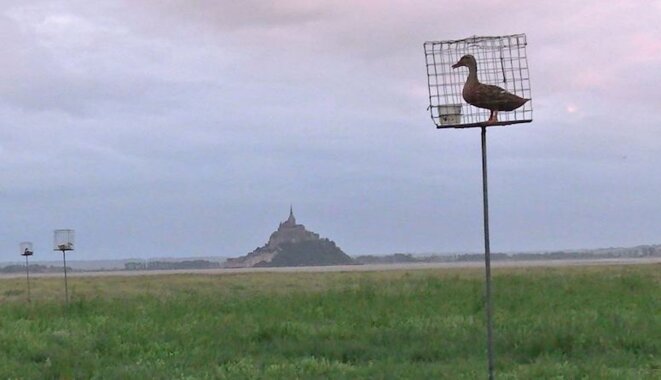 Un canard dans sa cage, à proximité du Mont-Saint-Michel. © Photo LPO