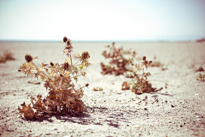 Climat : des chercheurs envisagent désormais le pire pour l’humanité
