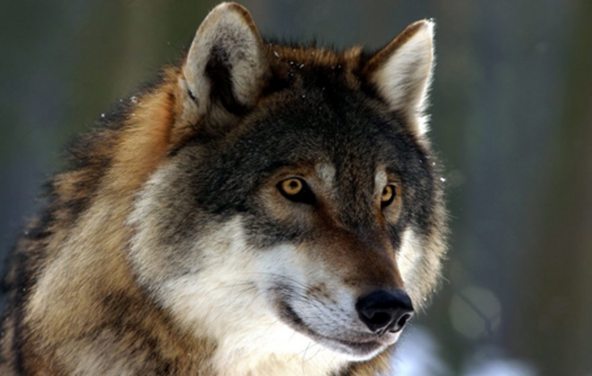 La difficle cohabitation entre loups et éleveurs