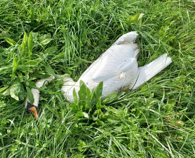 Je pleure mon cygne majestueux